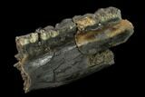 Fossil Rhino (Stephanorhinus) Mandible Section - Germany #149769-2